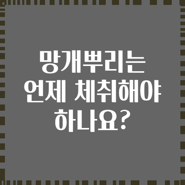 망개뿌리는 언제 체취해야 하나요?