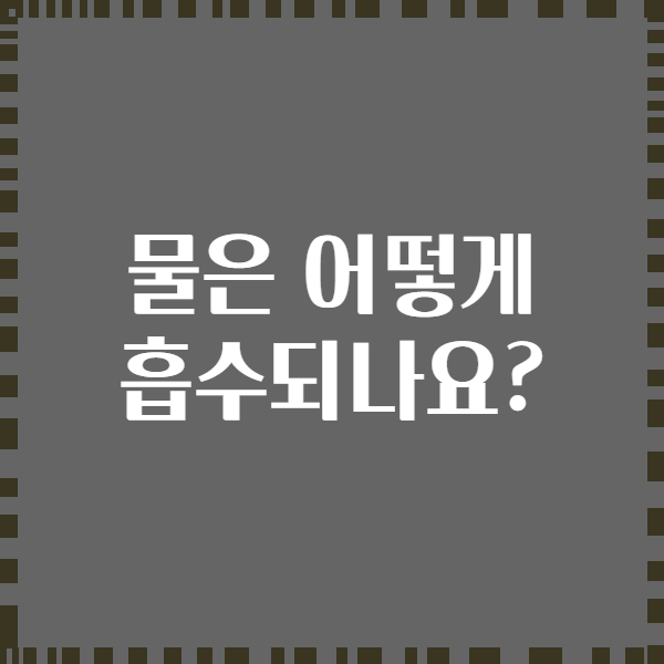 물은 어떻게 흡수되나요?